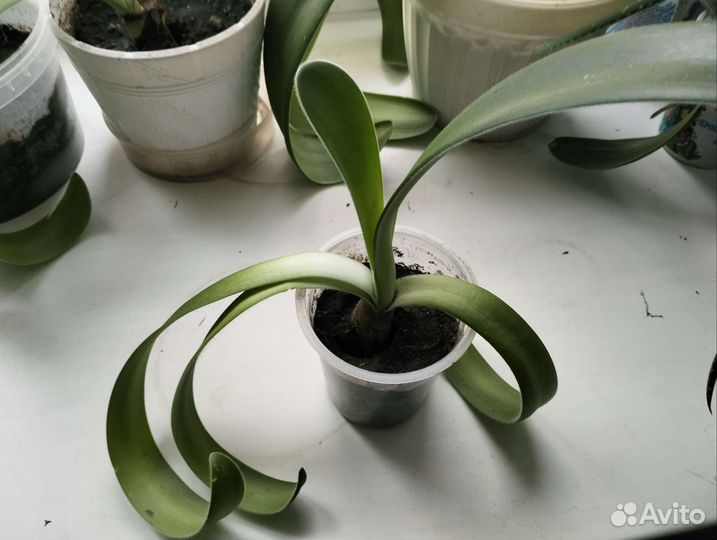 Гемантус белоцветковый