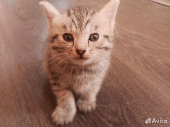 Отдам котенка(девочку)