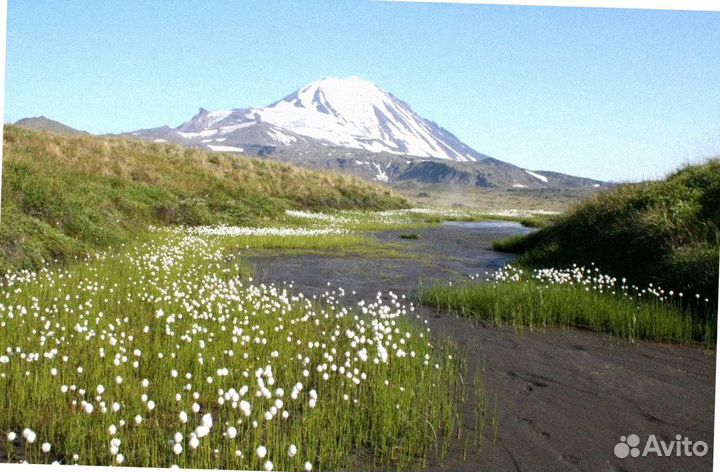 Тур-поездка на Камчатку летом 7-9 дней