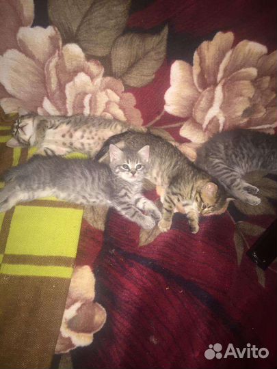 Котята в добрые руки