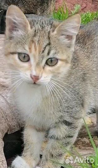 Кошечка в добрые руки