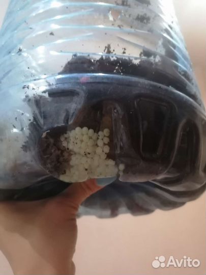 Улитки ахатины