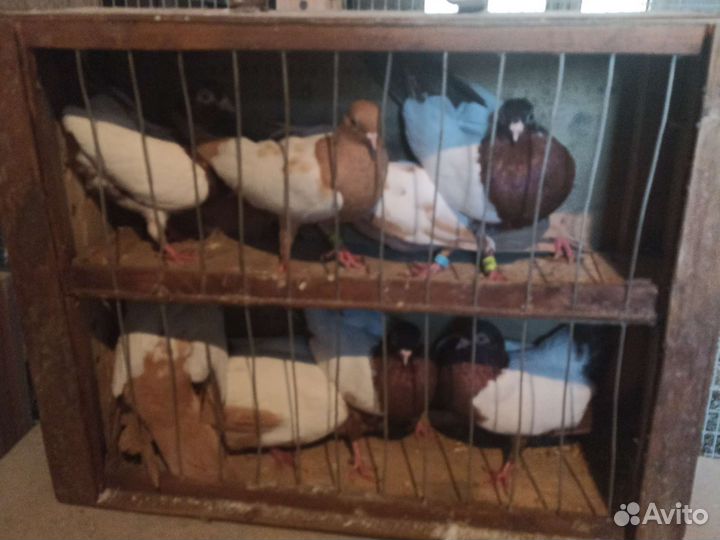 Продажа голубей