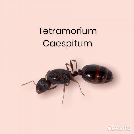 Матка Tetramorium Caespitum