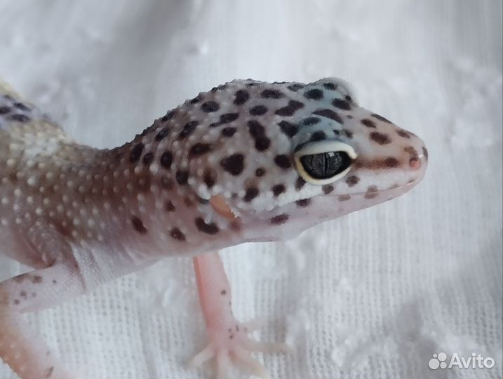 Геккон эублефар