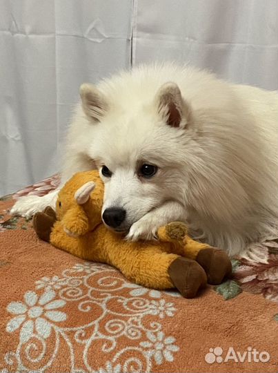 Японский шпиц вязка
