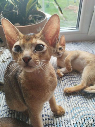 Абиссинская