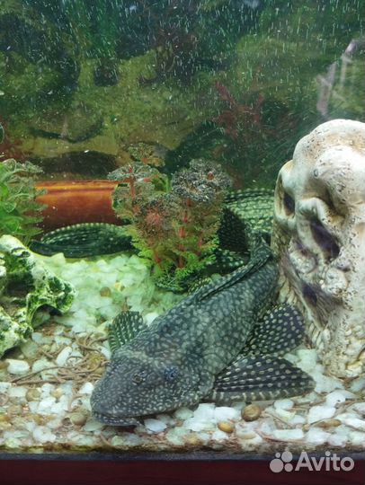 Анциструс крупный