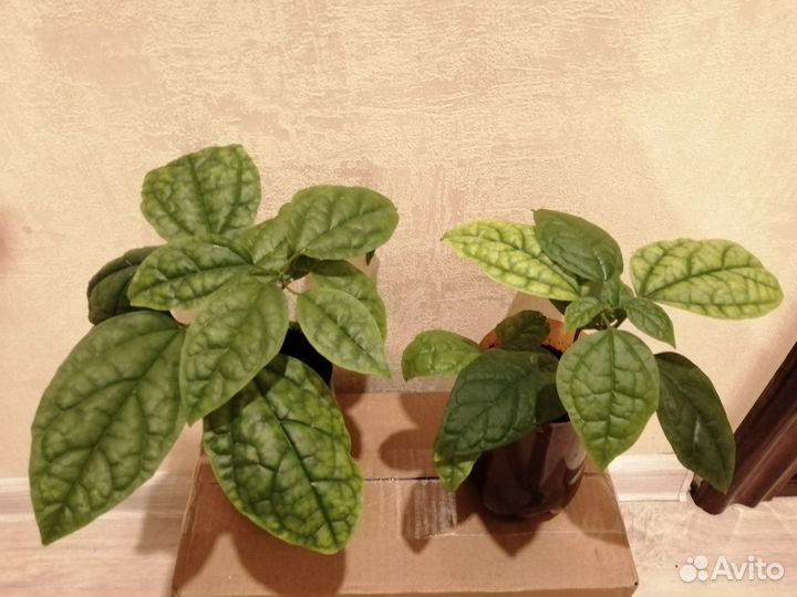 Хойя карноза