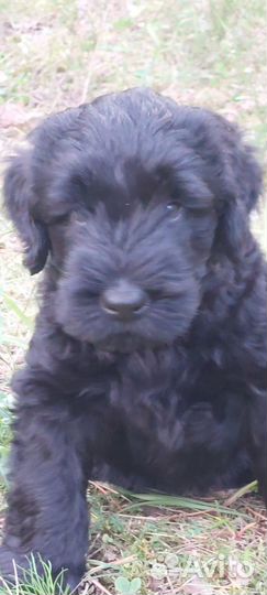 Щенки ризеншнауцера