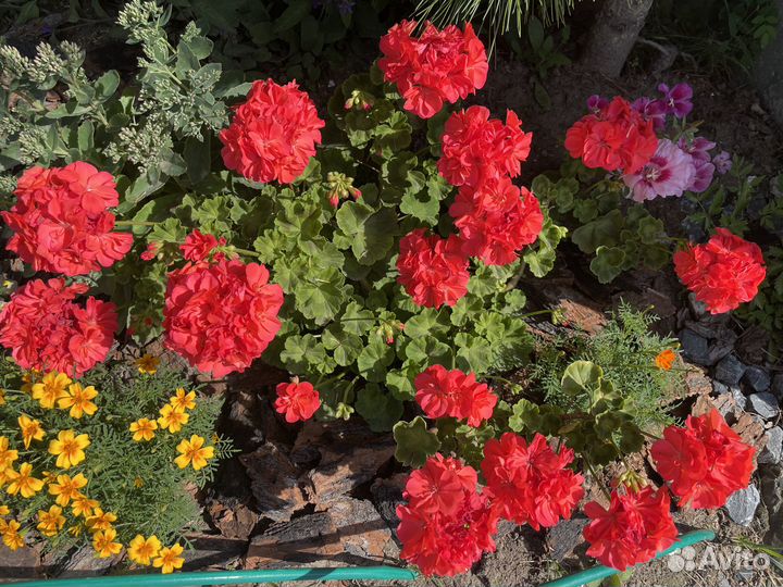 Продам цветы комнатные, цветущие кусты