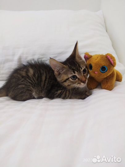 Котик в добрые руки