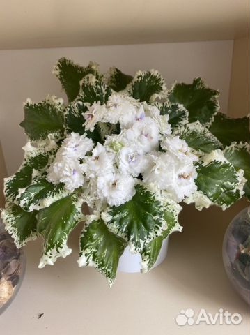 Фиалка белая королевская