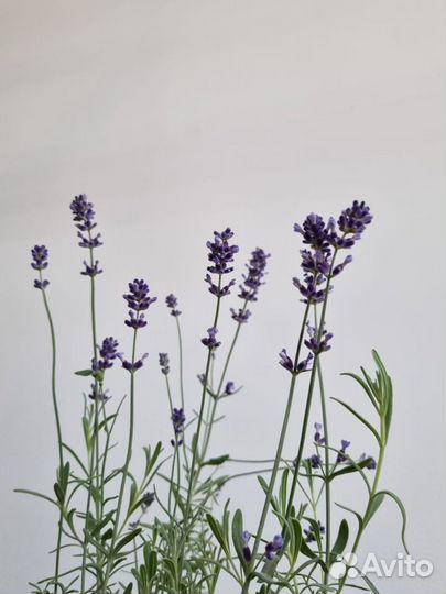 Лаванда цветущая / комнатная лаванда
