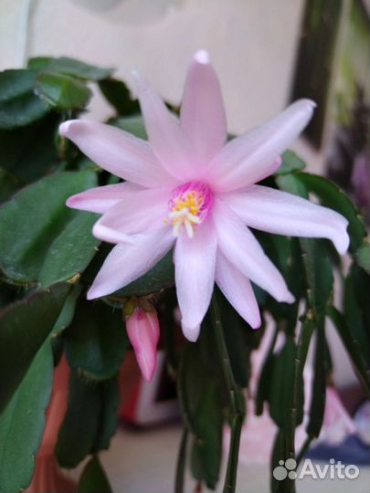 Декабрист (шлюмбергера)