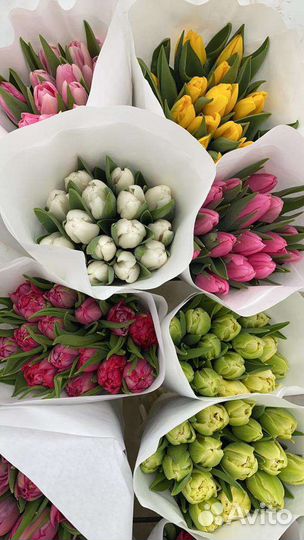 Тюльпаны опт и розница