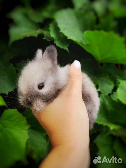 Декоративные крольчата