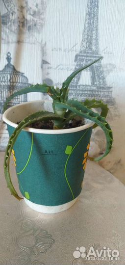 Комнатные растения