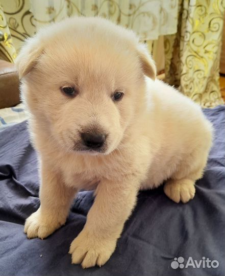 Щенок в добрые руки бесплатно