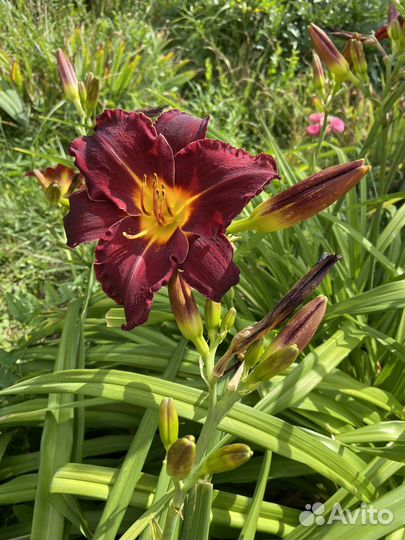 Лилейники сортовые