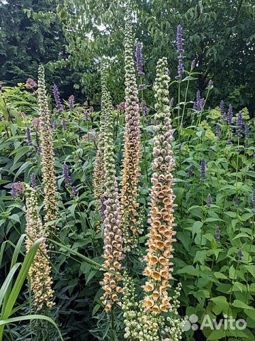 Семена трав и цветов для малоуходного сада