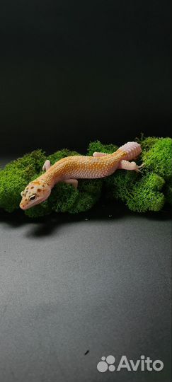 Ящерица эублефар