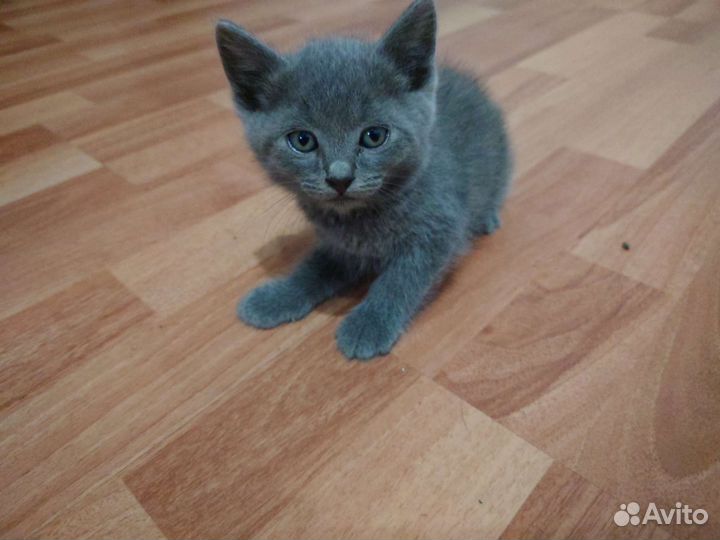 Кошки в добрые руки бесплатно