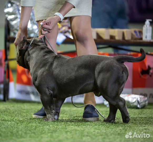 Американский булли вязка