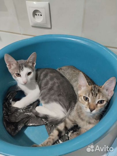 Кошки
