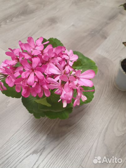 Комнатные растения(колеусы,пеларгония)