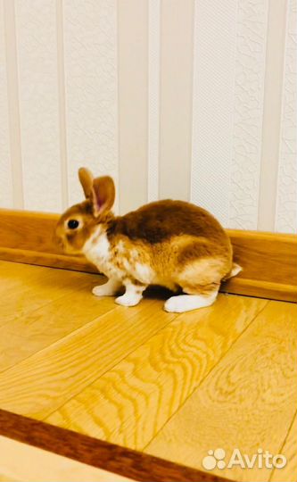 Рекс кролик сиамский (редкость)
