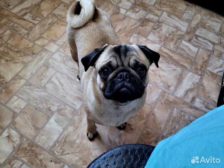 Мопс вязка мальчик