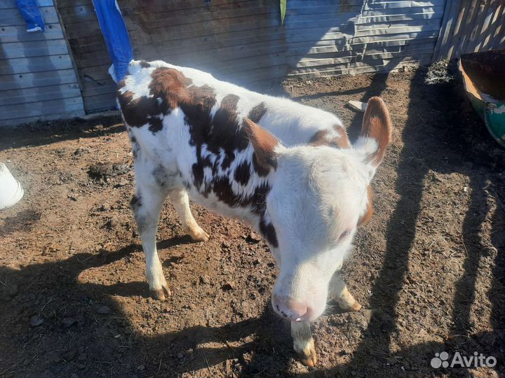 Джерси голштины