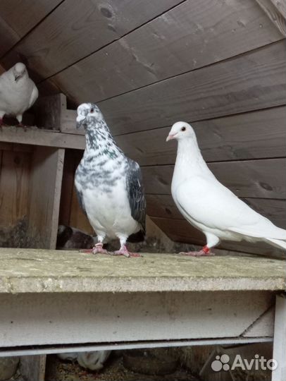 Продажа почтовых голубей и чужих