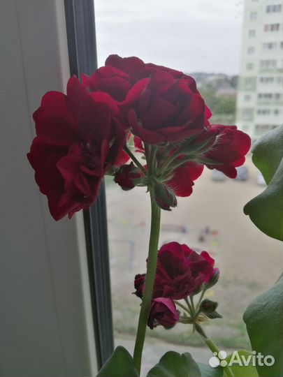 Герань пеларгония плющелистная