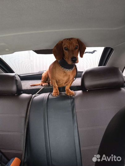 Такса мальчик вязка