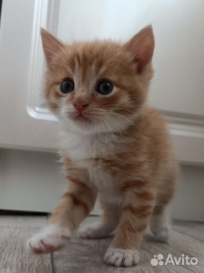 Котята в добрые руки бесплатно