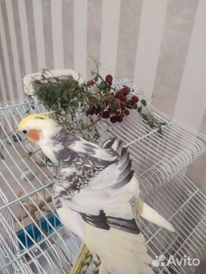 Ручной говорящий попугай