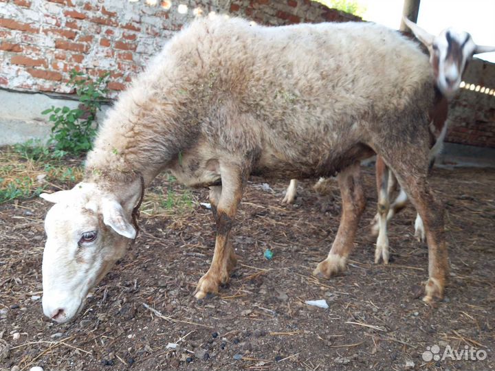 Овца котная