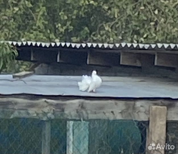 Прилетел голубь