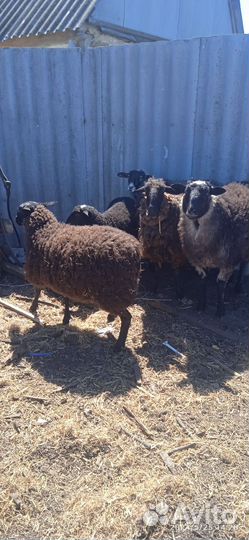 Продам Баранов на развод.4 ярки, 1 баран