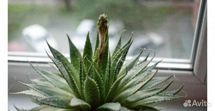 Алоэ остистое