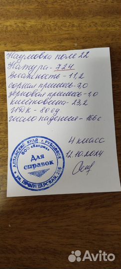 Зерно пшеница