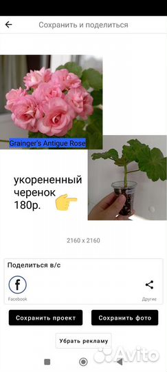 Черенки пеларгоний