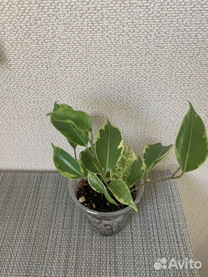 Фикус бенджамина Кинки