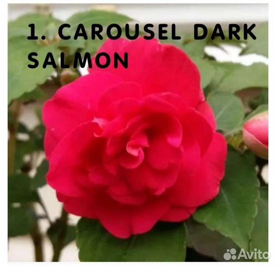 Бальзамины махровые сортовые