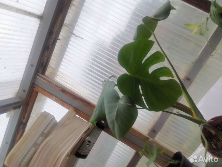 Сингониум 3 короля