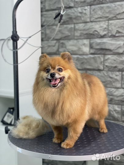 Груминг. Стрижка собак