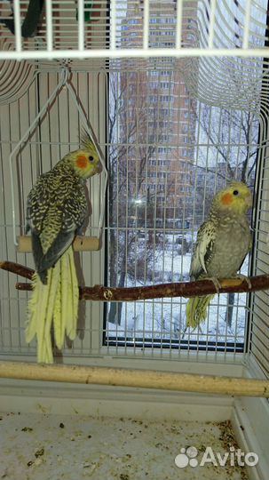 Попугай Корелла птенцы