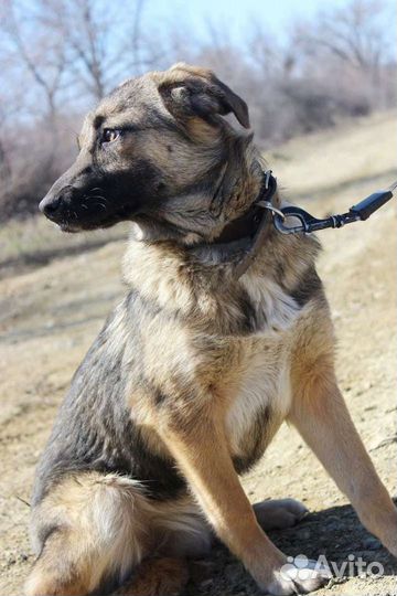 Собака Кейт